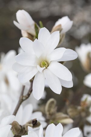 ROYAL STAR MAGNOLIA 175CM WB - image 4