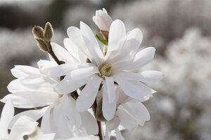 ROYAL STAR MAGNOLIA 175CM WB - image 2