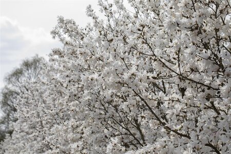 ROYAL STAR MAGNOLIA 175CM WB - image 3