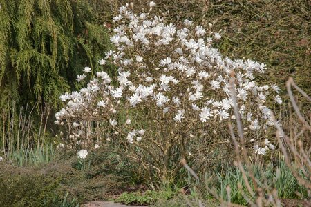 ROYAL STAR MAGNOLIA 175CM WB - image 5