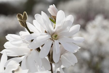 ROYAL STAR MAGNOLIA 45CM - image 2