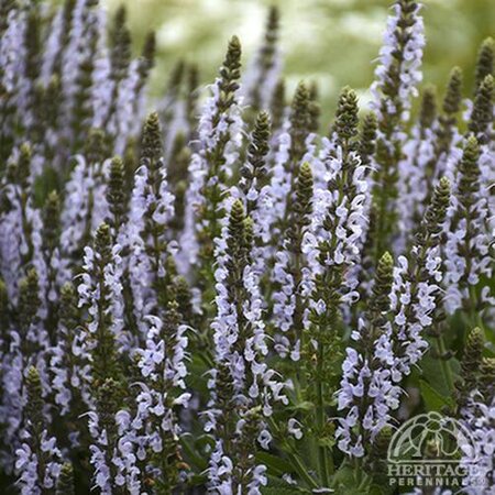 SALVIA BUMBLESKY 1G