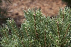 SCOTS PINE POM 175CM - image 1