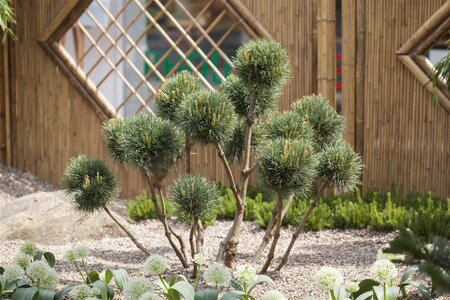 SCOTS PINE POM 175CM - image 3