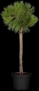 SCOTS PINE POM 175CM - image 5