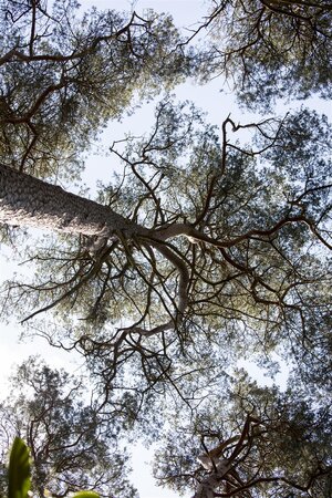 SCOTS PINE POM POM 150 CM - image 4