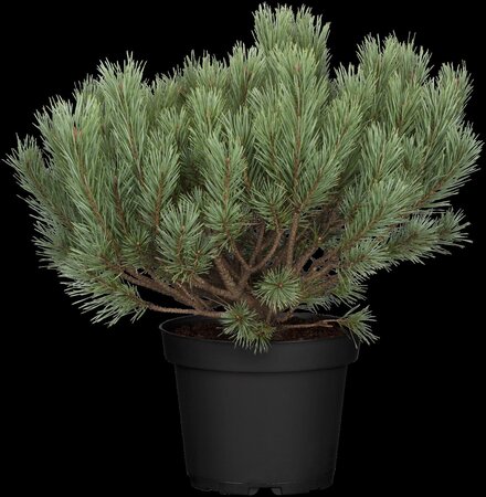 SCOTS PINE POM POM 200CM - image 4