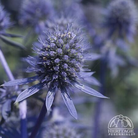 SEA HOLLY BLUE GLITTER 1G