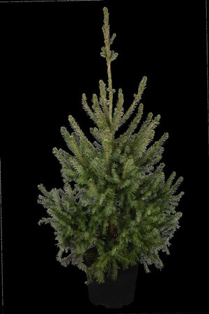 SERBIAN SPRUCE 100 CM - image 1