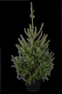 SERBIAN SPRUCE 100 CM - image 1