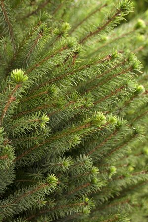 SERBIAN SPRUCE 100 CM - image 2