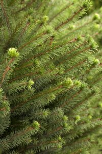 SERBIAN SPRUCE 100 CM - image 2