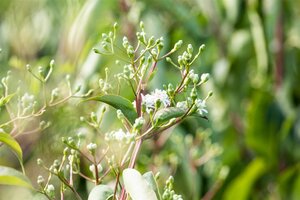 SEVEN-SON FLOWER - image 1