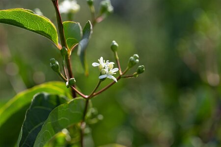 SEVEN-SON FLOWER - image 4