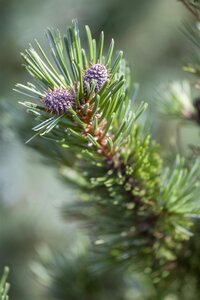 SHERWOOD COMPACT PINE 50CM STD - image 5