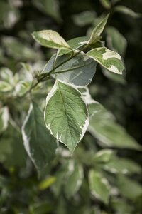 SILVERLEAF DOGWOOD 40 CM - image 1