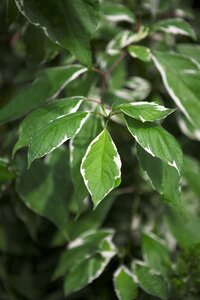 SILVERLEAF DOGWOOD 40 CM - image 2