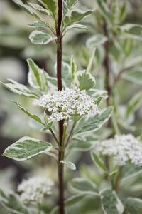 SILVERLEAF DOGWOOD 40 CM - image 3