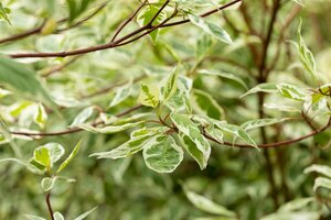 SILVERLEAF DOGWOOD 40 CM - image 5