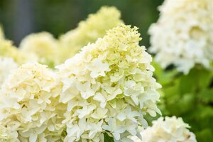 SKYFALL HYDRANGEA 2 GALLON - image 1