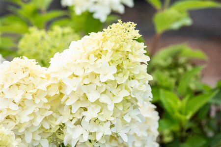 SKYFALL HYDRANGEA 2 GALLON - image 2