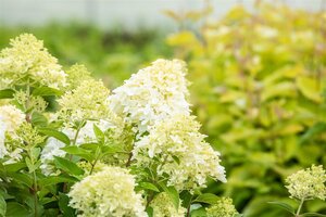 SKYFALL HYDRANGEA 2 GALLON - image 4