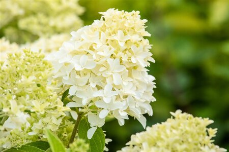 SKYFALL HYDRANGEA 2 GALLON - image 3