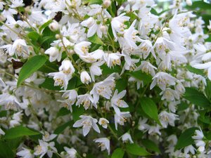 SLENDER DEUTZIA 40 CM