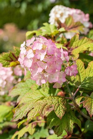 SNOW QUEEN OAKLEAF HYDRANGEA 30CM - image 2