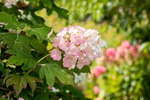 SNOW QUEEN OAKLEAF HYDRANGEA 30CM - image 3