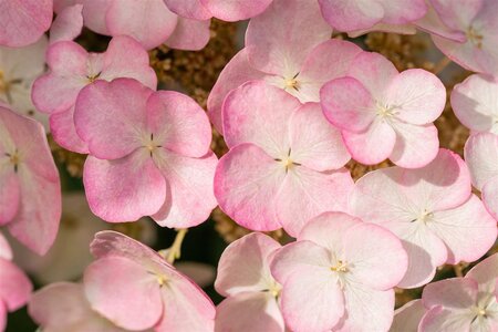 SNOW QUEEN OAKLEAF HYDRANGEA 30CM - image 4