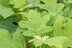 SNOW QUEEN OAKLEAF HYDRANGEA 30CM - image 5