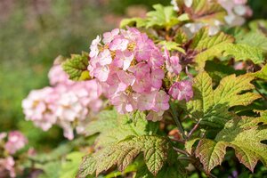 SNOW QUEEN OAKLEAF HYDRANGEA 30CM - image 1