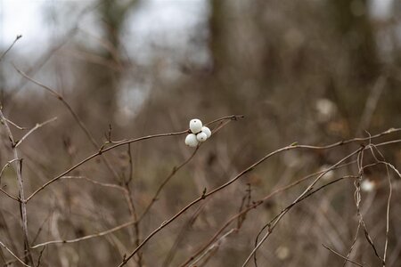 SNOWBERRY 2G - image 2