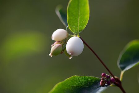 SNOWBERRY 2G - image 4