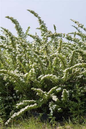 SNOWMOUND SPIREA 30 CM - image 4