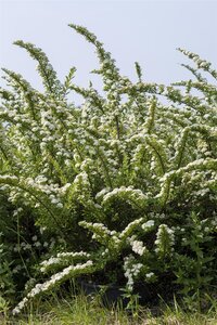 SNOWMOUND SPIREA 30 CM - image 4