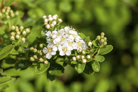 SNOWMOUND SPIREA 30 CM - image 2