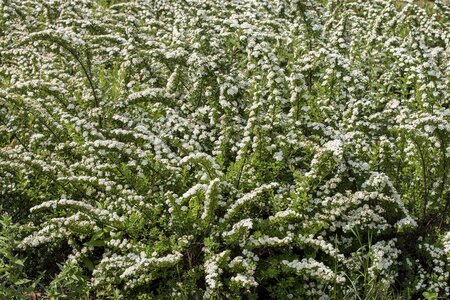 SNOWMOUND SPIREA 30 CM - image 3