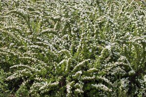 SNOWMOUND SPIREA 30 CM - image 3