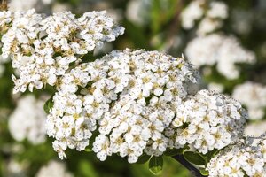 SNOWMOUND SPIREA 30 CM - image 5