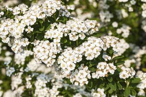 SNOWMOUND SPIREA 30 CM - image 6