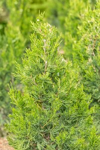 SPARTAN JUNIPER 100 CM - image 5