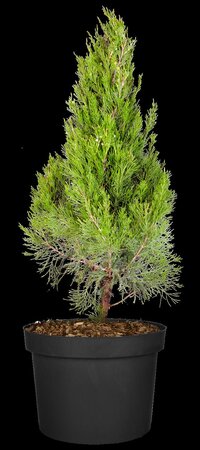 SPARTAN JUNIPER 100 CM - image 3