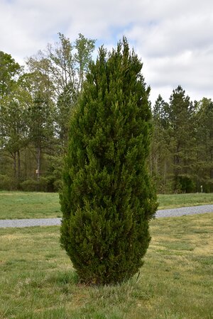 SPARTAN JUNIPER 110 CM