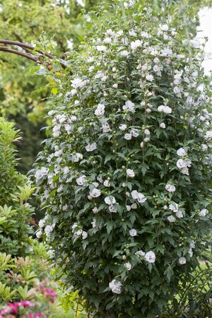 SPECIOSUS ROSE OF SHARON 40CM - image 2