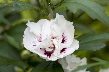 SPECIOSUS ROSE OF SHARON 40CM - image 1