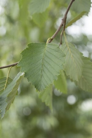 SPECKLED ALDER 1G (ALNUS INCANA VAR. RUGOSA)  - image 5