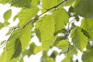 SPECKLED ALDER 1G (ALNUS INCANA VAR. RUGOSA)  - image 1