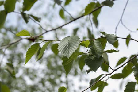 SPECKLED ALDER 1G (ALNUS INCANA VAR. RUGOSA)  - image 2